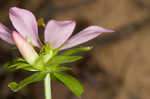 Appalachian rose gentian